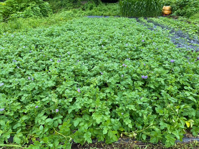 土寄せや芽かきを行い、リバイバル✕の希釈液をまんべんなく散布しました。